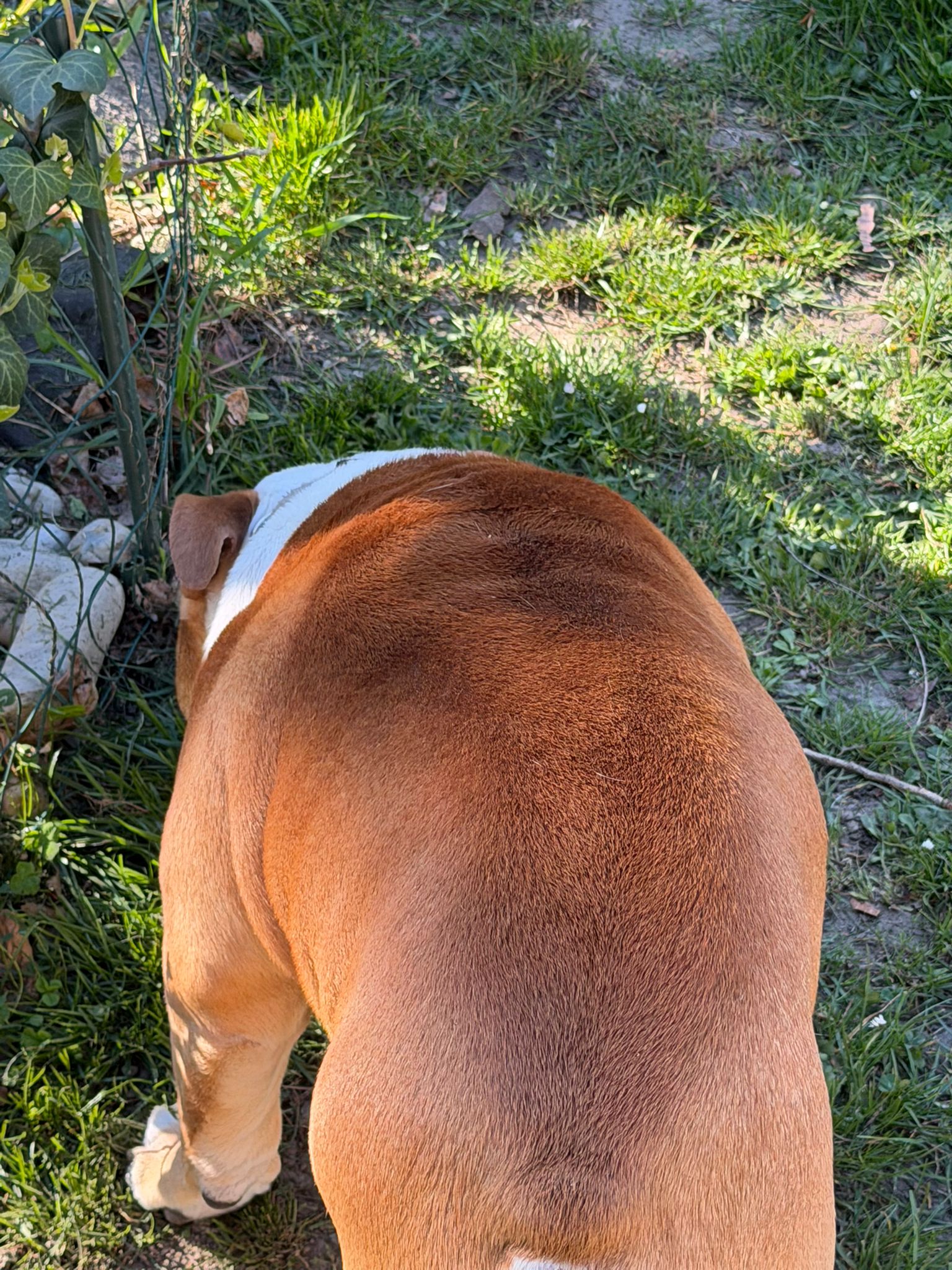 lilova srsť po používaní šampónu alavis 4